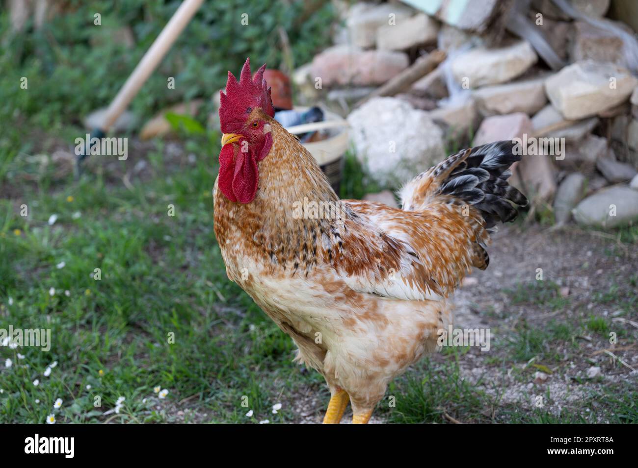 The chicken is a domesticated bird deriving from various wild species