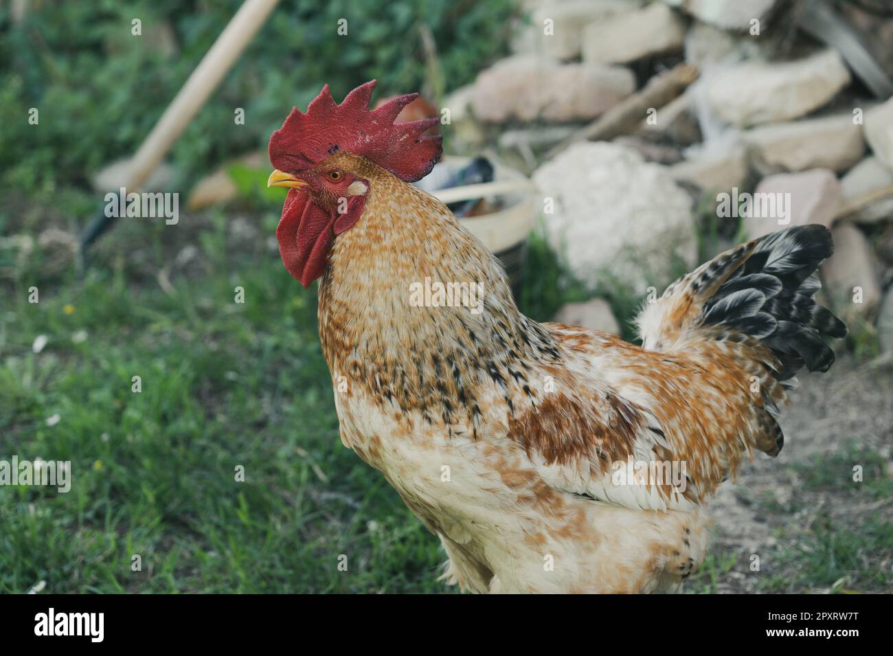 The chicken is a domesticated bird deriving from various wild species