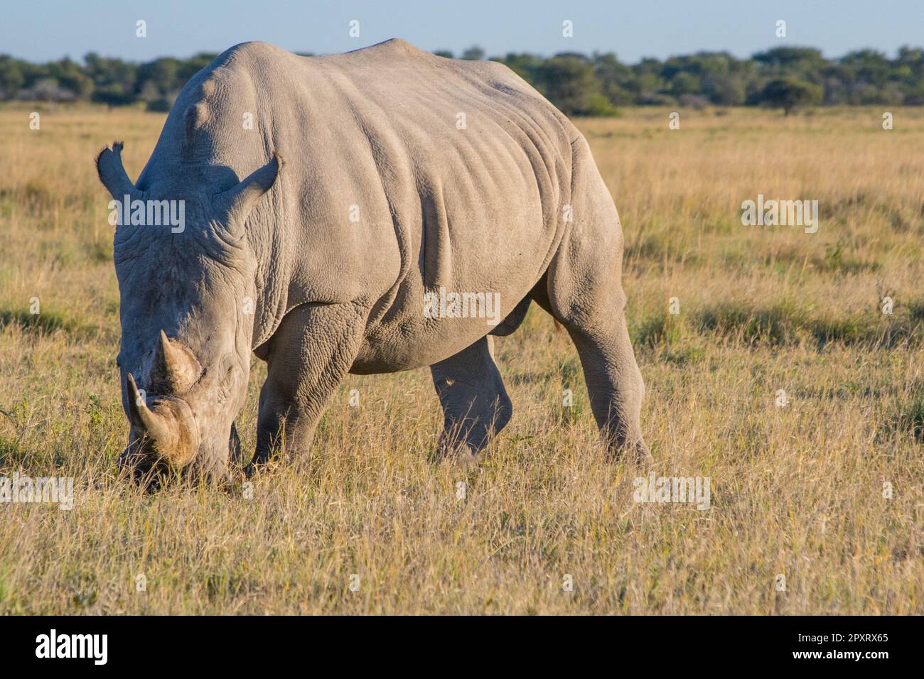 White Rhino (rhinoceros) standing and grazing at Khama Rhino Sanctuary ...