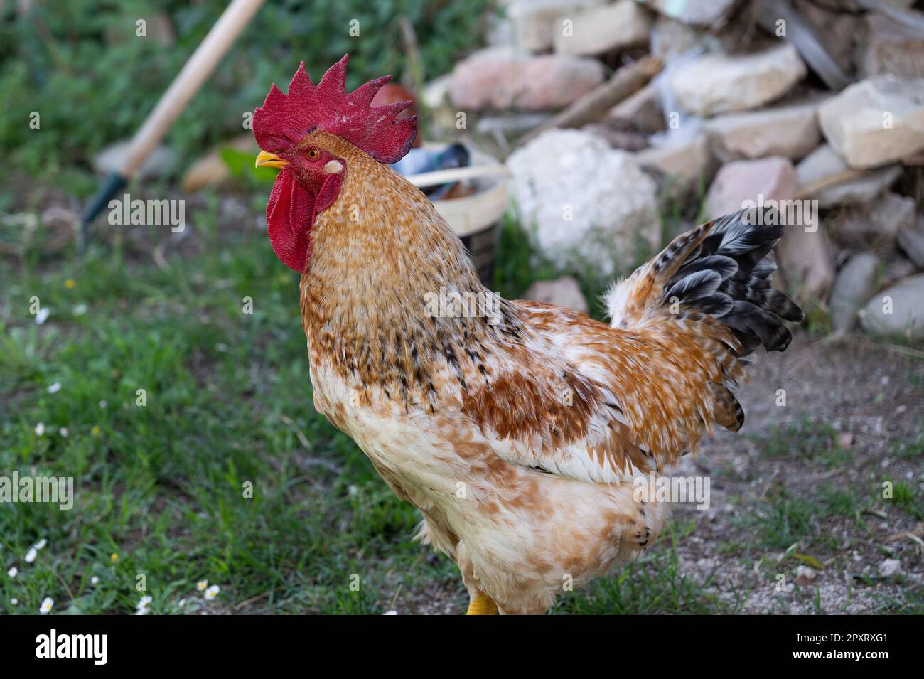 The chicken is a domesticated bird deriving from various wild species