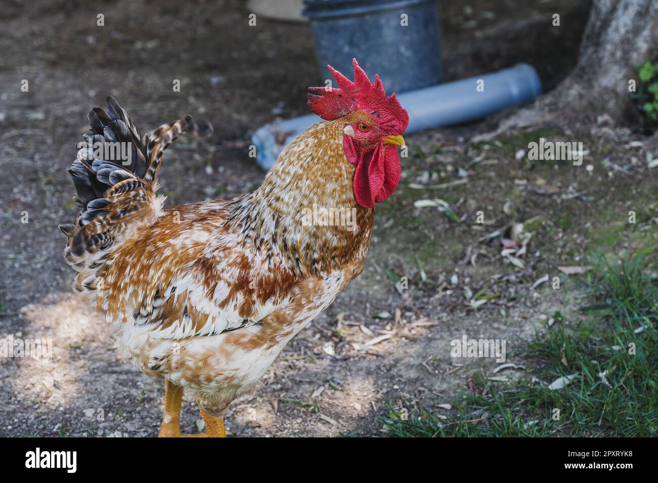 The chicken is a domesticated bird deriving from various wild species