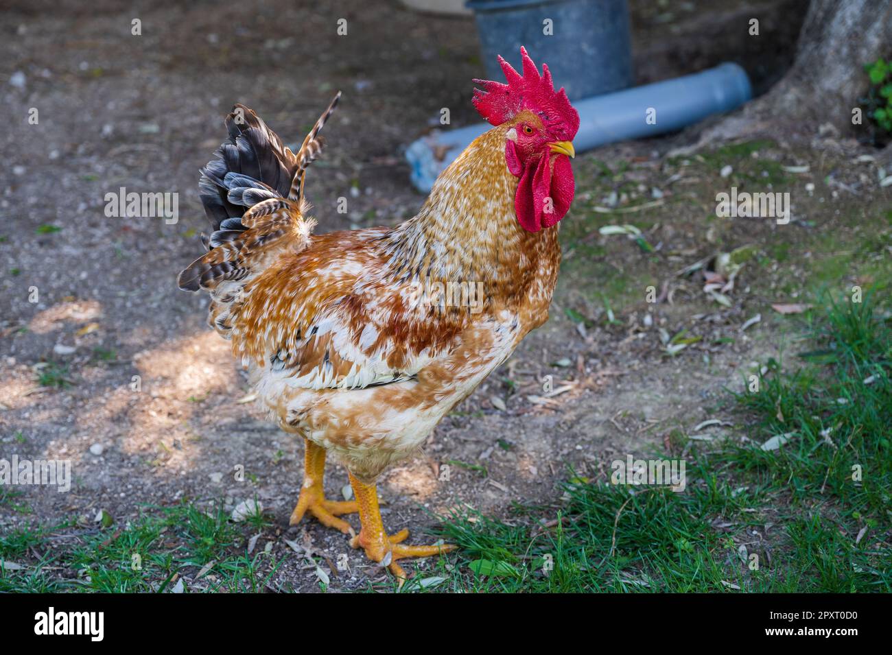 The chicken is a domesticated bird deriving from various wild species of Indian origin. Its presence is documented from 4000 BC. in the Indus plain, i Stock Photo