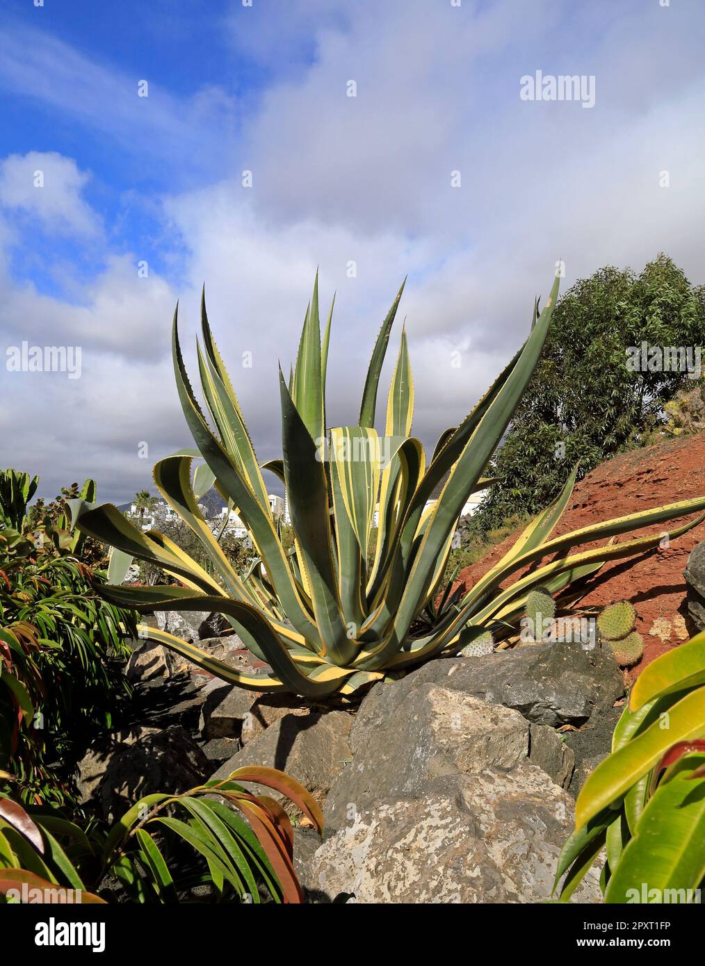 Variegated Century Plant -- Agave americana. Marina Rubicon, Lanzarote. Taken February / March 2023 Stock Photo