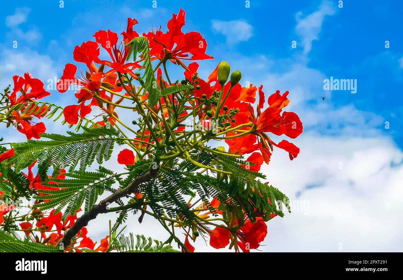 Flamboyant or Delonix Regia red flowers closeup. Beautiful tropical ...