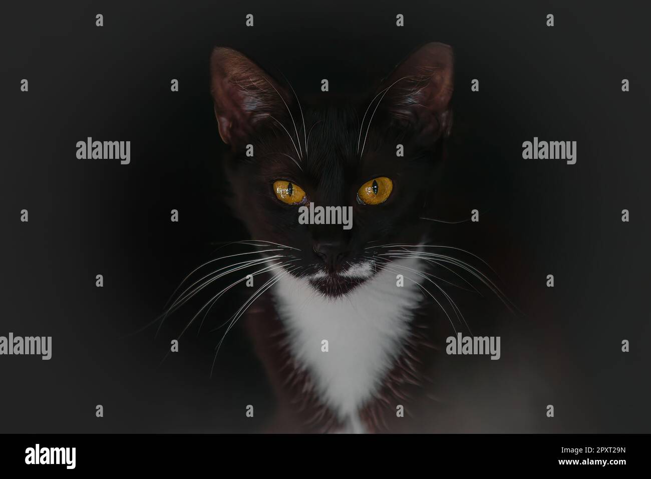 Black and white cat looking. Black background Looking at camera Stock ...