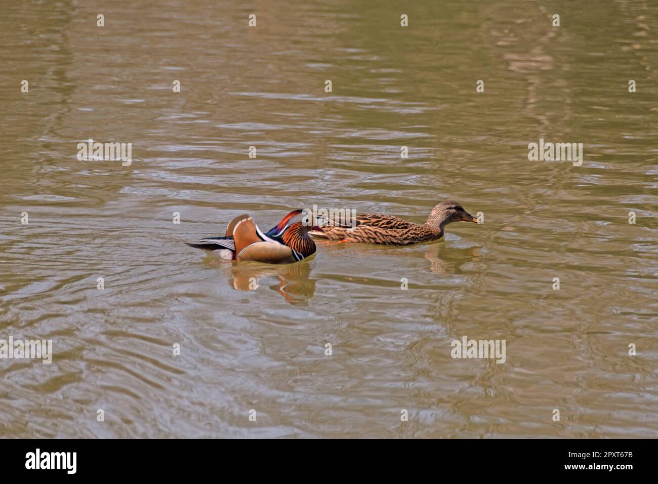 Mandrin Drake Unfortunately, the Mandarin duck drake fell in love with the wrong lady ...