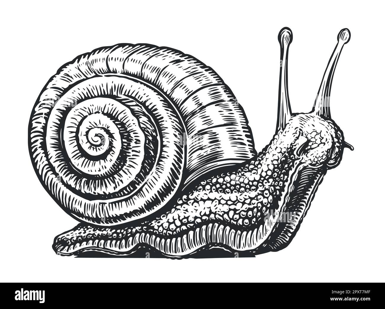 Big snail crawling sketch. Invertebrate animal in vintage engraving