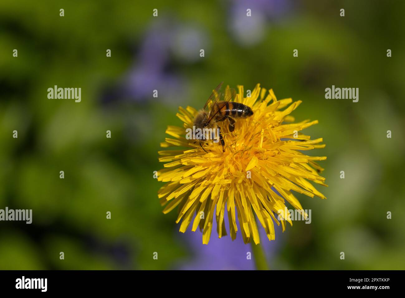 Macro of a honey bee on a flower Stock Photo