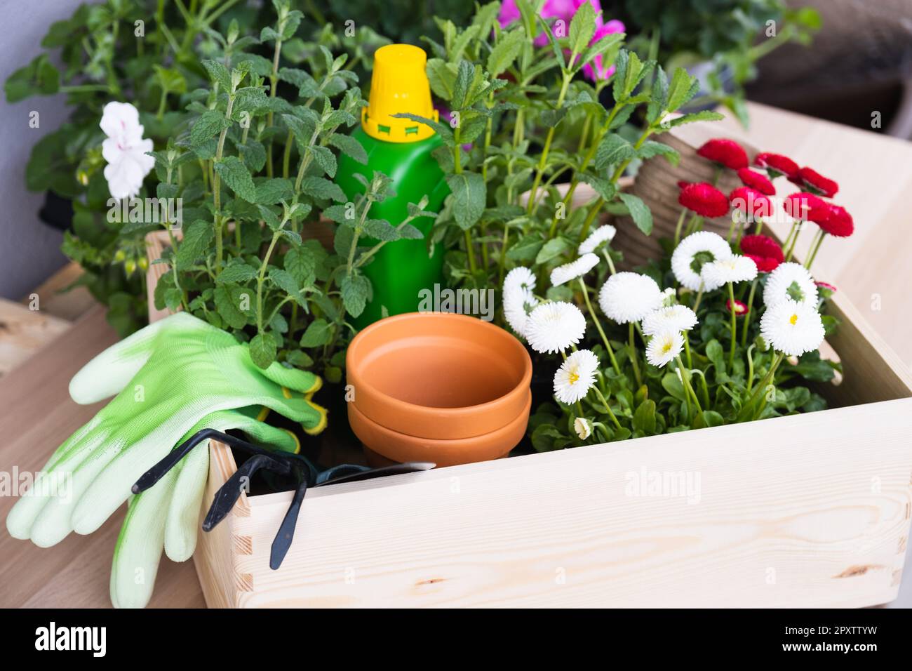 Flower pots for small garden, patio or terrace. Seedlings of spring beautiful flowers and gardening tools in a wooden box. Stock Photo