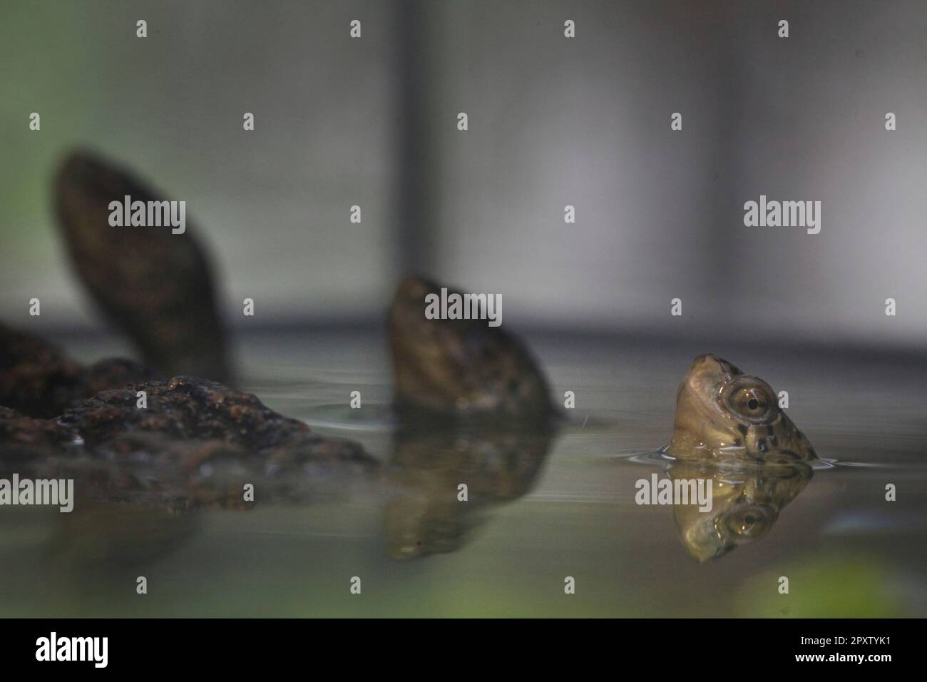 Three Western Pond Turtles that hatched last year poke their heads ...
