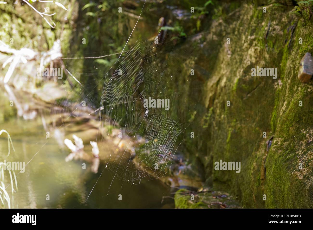 Closeup detail to large cobweb in Madagascar jungle, moss covered rocks ...