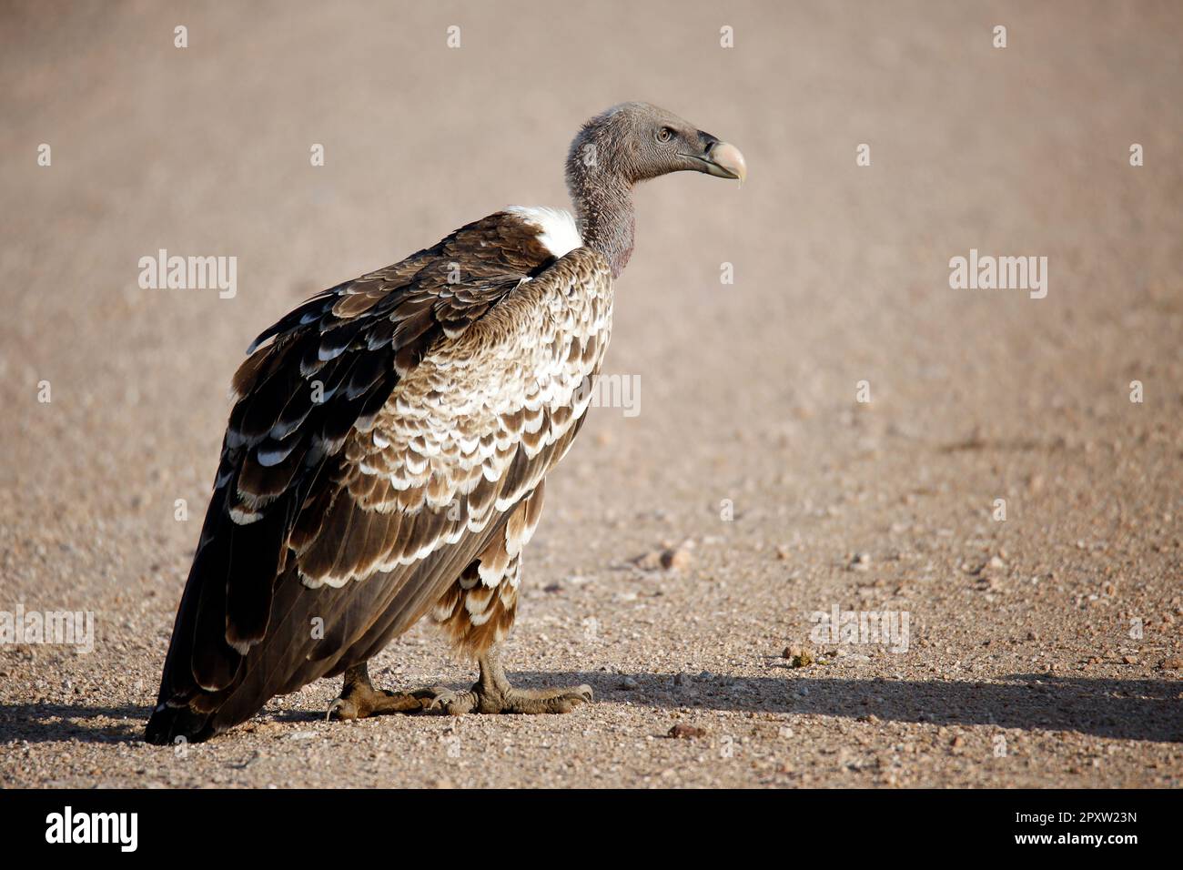 Rüppell's Vulture (Gyps rueppelli) in Profile, on Dirt Road. Amboseli