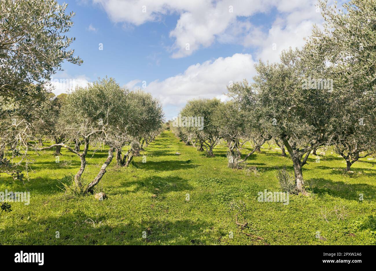 olive grove on Mount Tabor in Israel Stock Photo