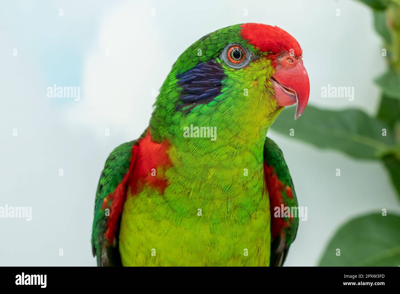 red-fronted lorikeet Stock Photo