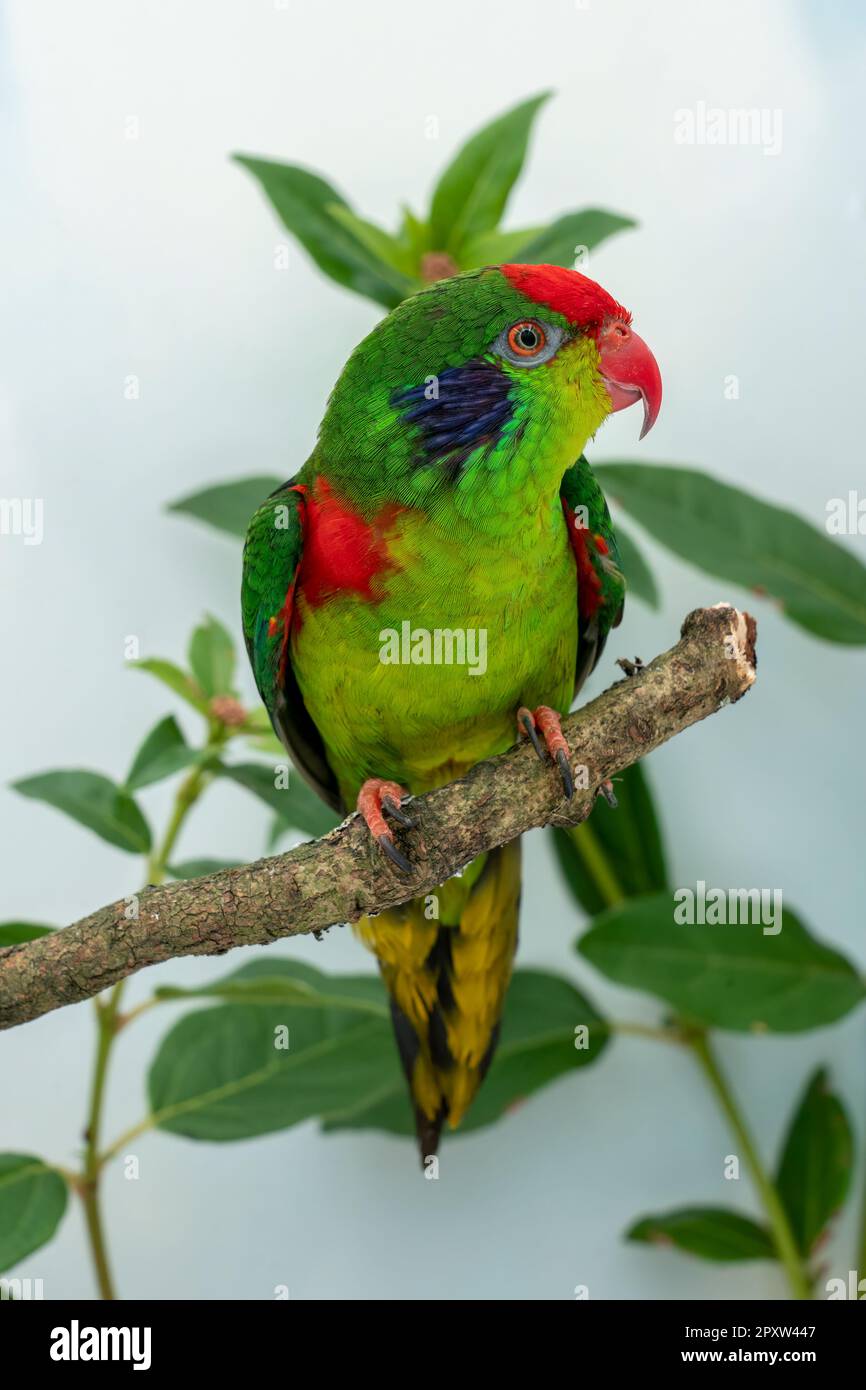 red-fronted lorikeet Stock Photo