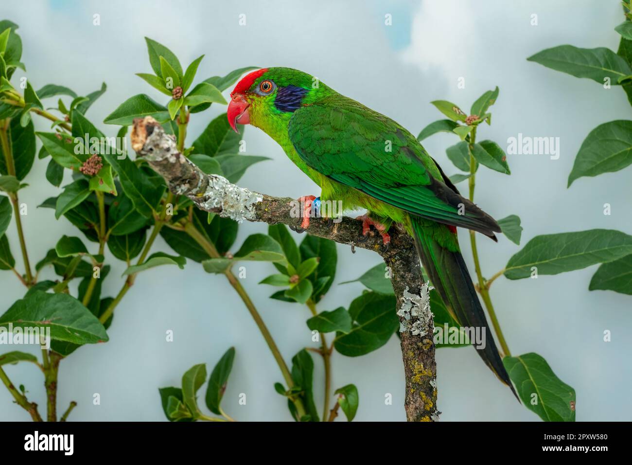red-fronted lorikeet Stock Photo