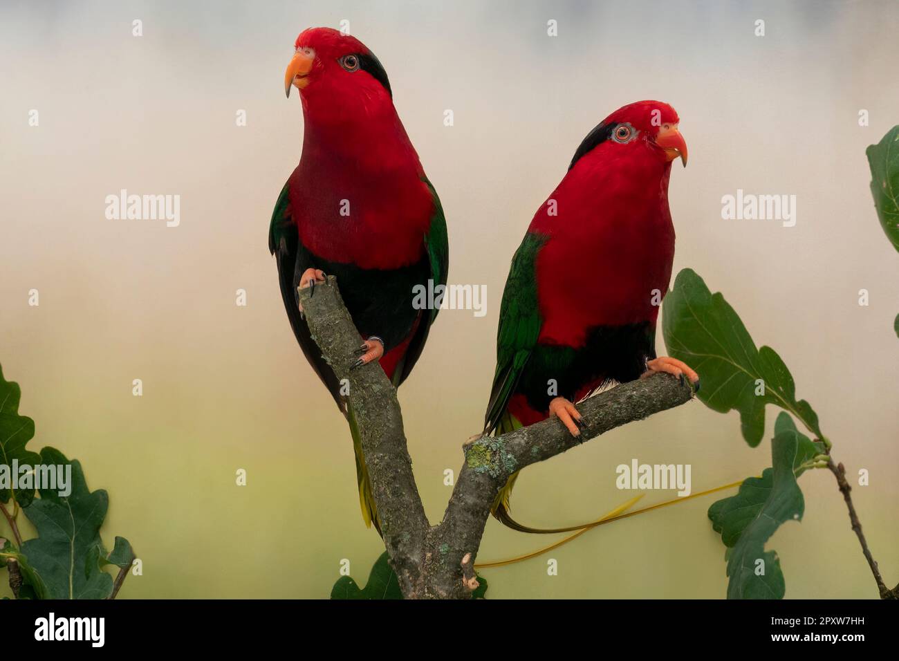 Stella's lorikeet Stock Photo