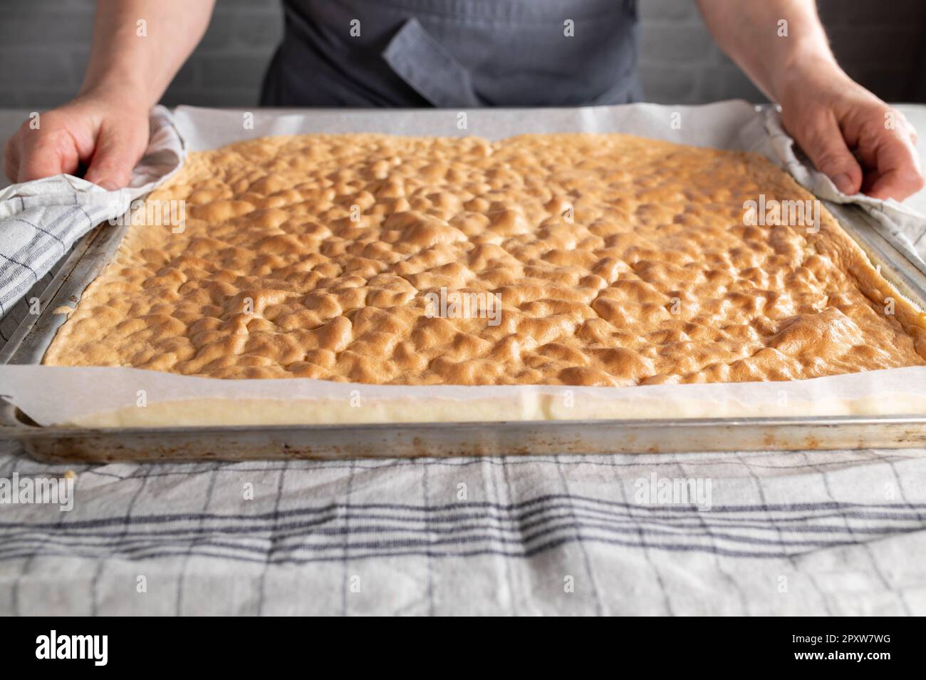 Fresh baked sponge cake for making swiss roll on a baking sheet is held by a womans hand Stock Photo