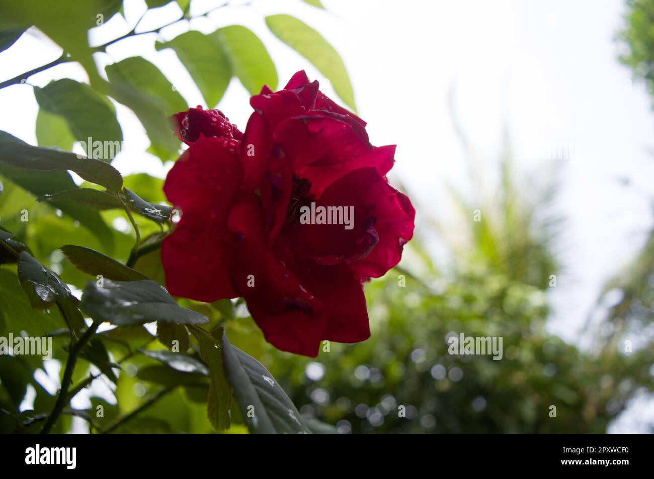Blooming red rose in the morning hours Stock Photo Alamy