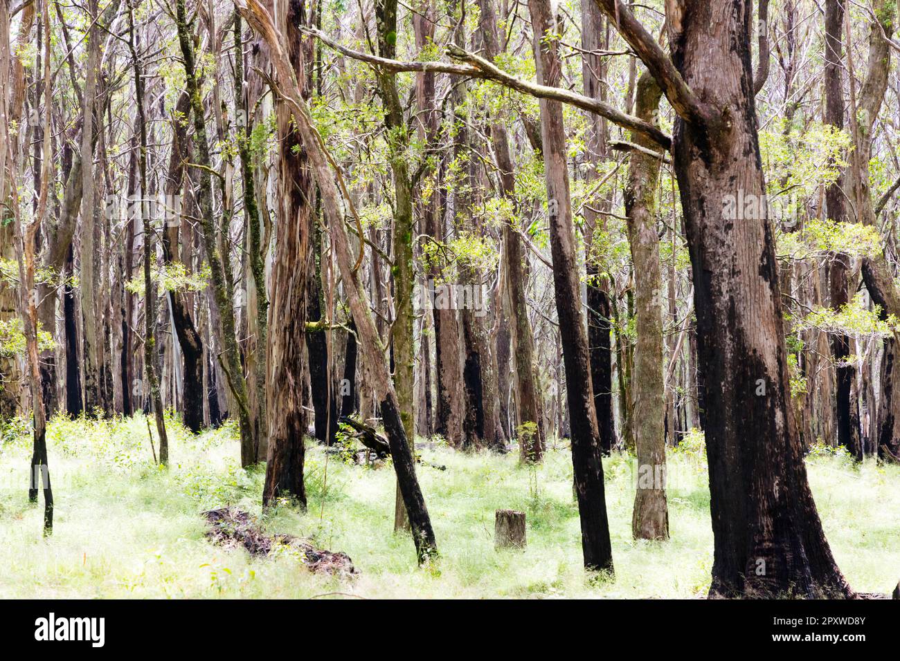 Photograph of eucalyptus trees recovering from severe bushfire in The