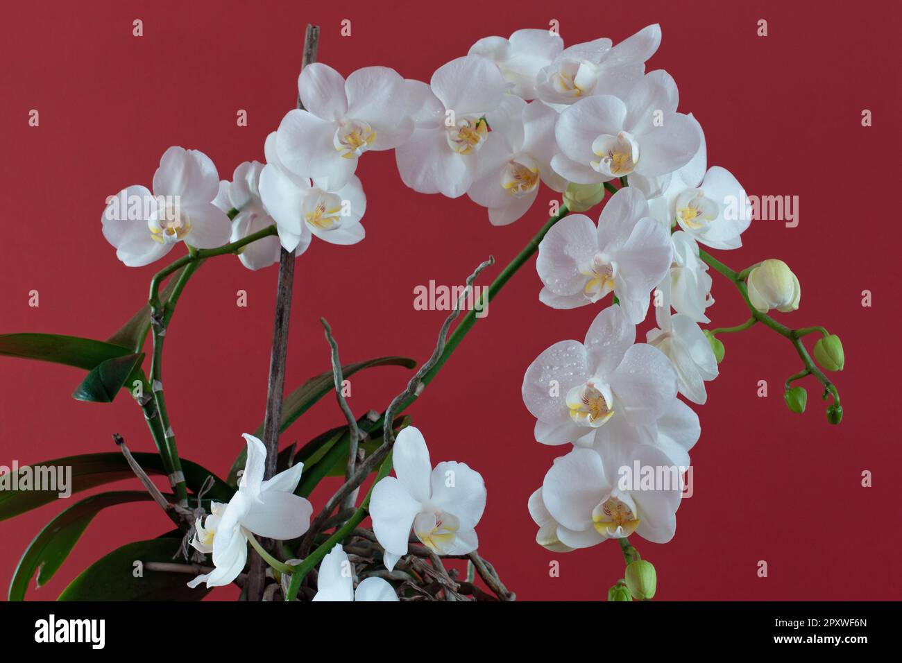 Phalaenopsis grandiflorum, moth orchid Stock Photo Alamy
