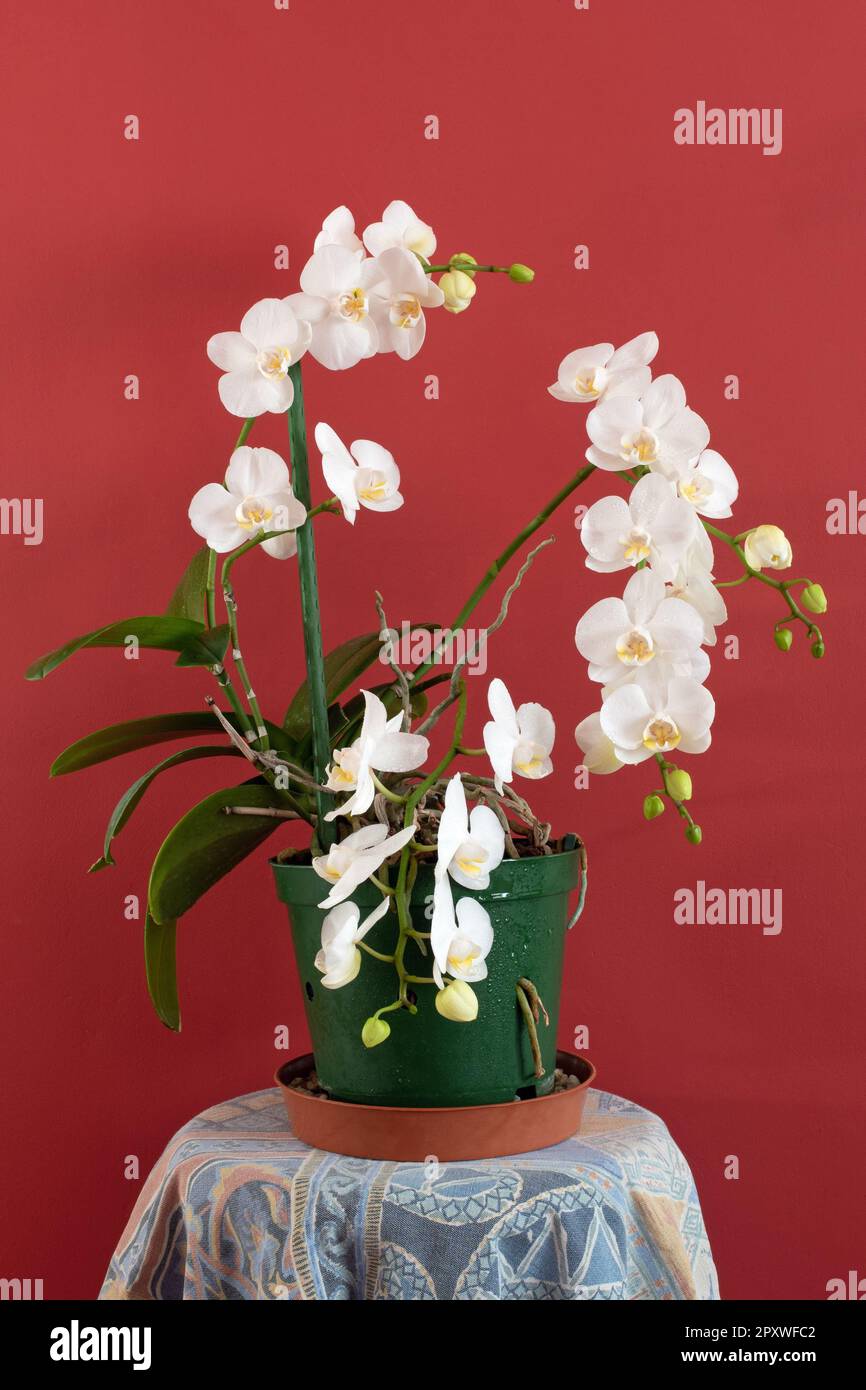 Phalaenopsis grandiflorum, moth orchid Stock Photo Alamy