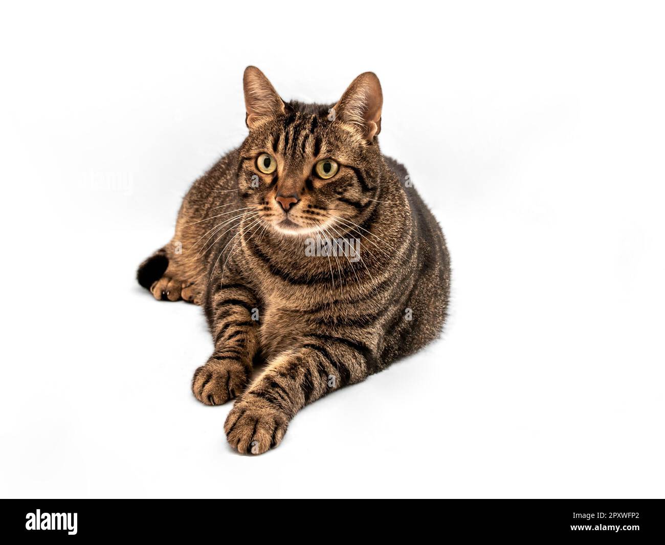 Tabby European cat with orange accents lies facing forward, legs stretched out. Intense yellow-green gaze fixed ahead. Black and gray fur exquisite. Stock Photo