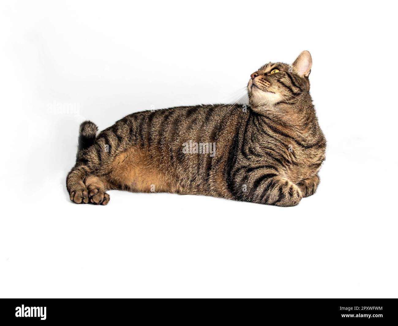 Beautiful European tabby cat with wonderful gray, black fur and orange accents rests in a relaxed position, looking back behind him. Stock Photo