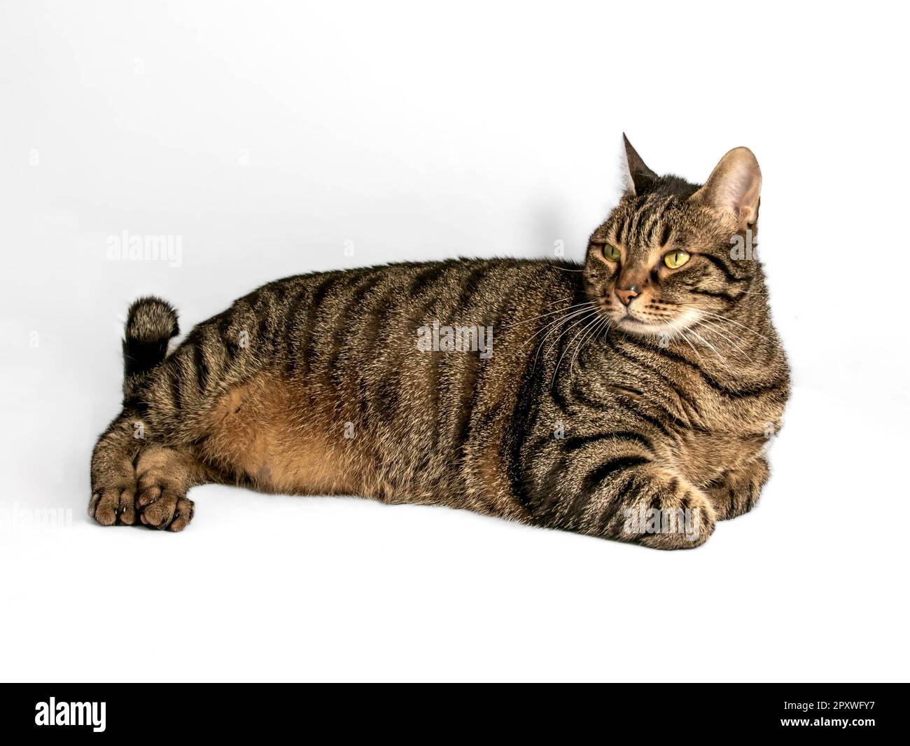 Beautiful gray and brown tabby cat with captivating yellowgreen eyes