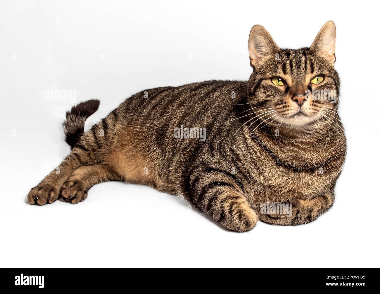 Beautiful European tabby cat with gray, black, and orange fur reclines