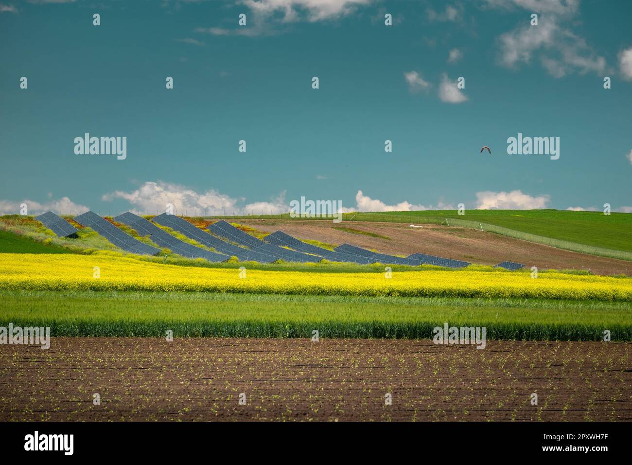 Renewable energy sources of solar panels installed in a field surrounded from wheat and other crops at Thessalys plain, Greece. Stock Photo