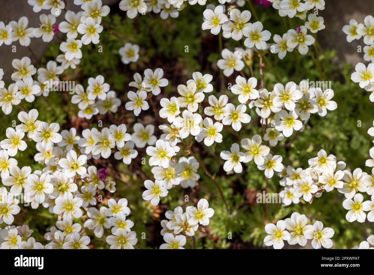 Beautiful spring flowers of Saxifraga × arendsii blooming in the garden, close up Stock Photo