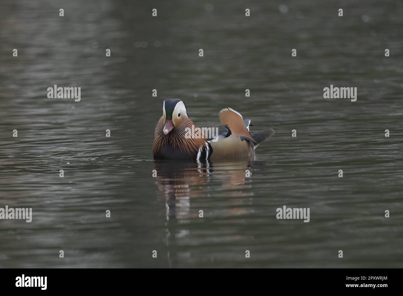Galashiels, UK. 02nd May, 2023. Spotted on the local pond at Tweedbank
