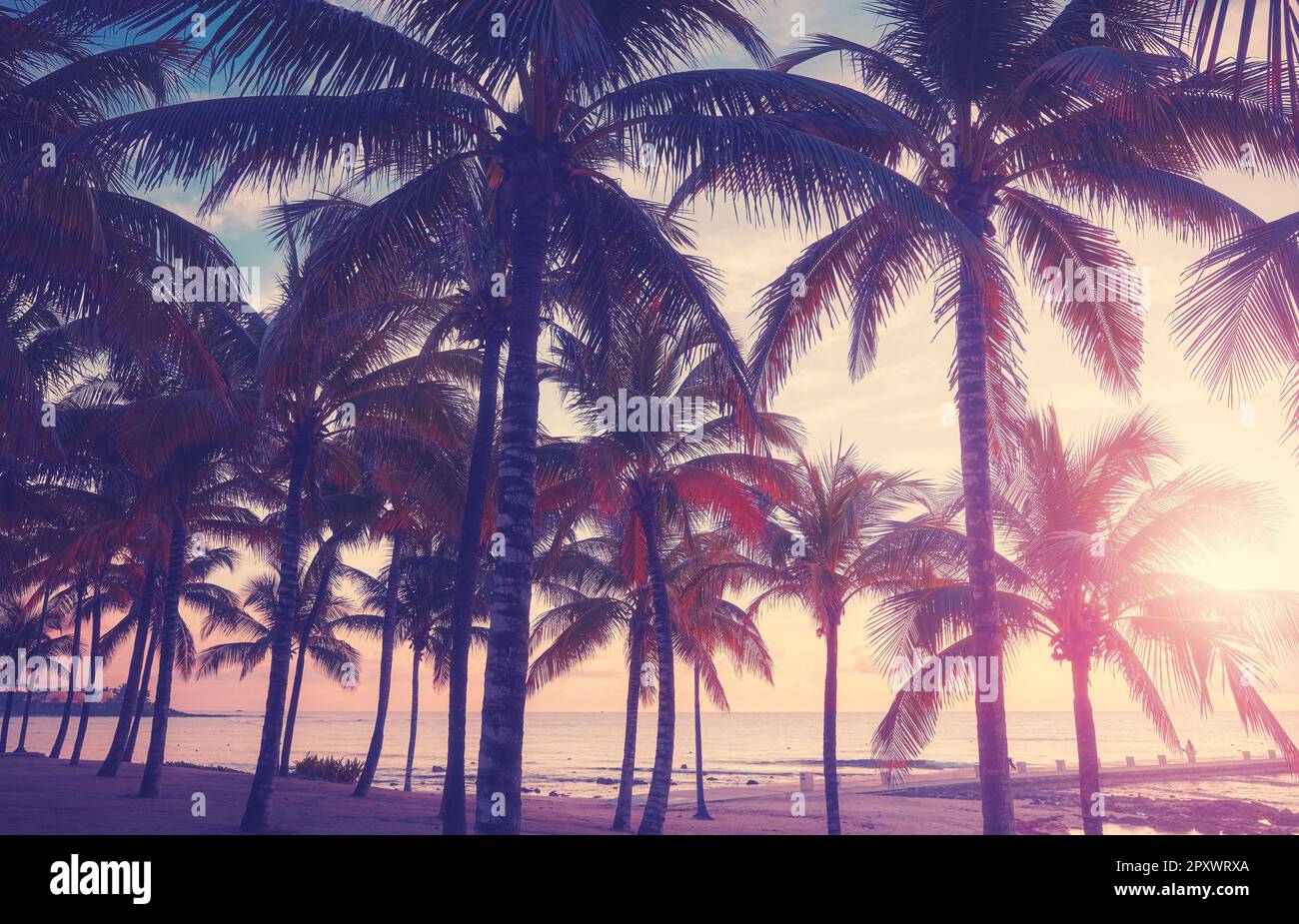 Tropical beach with coconut palm trees at sunset, color toned picture ...