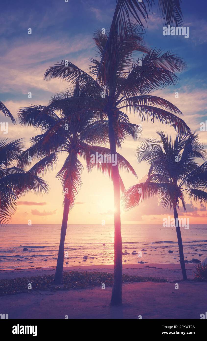 Tropical beach with coconut palm trees at sunset, color toned picture ...