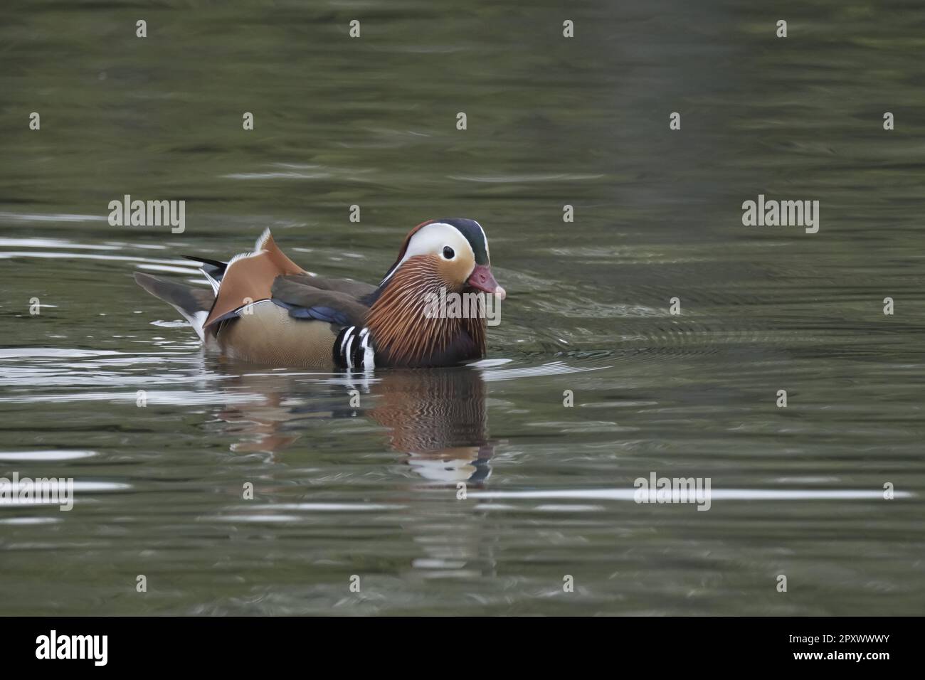 Galashiels, UK. 02nd May, 2023. Spotted on the local pond at Tweedbank