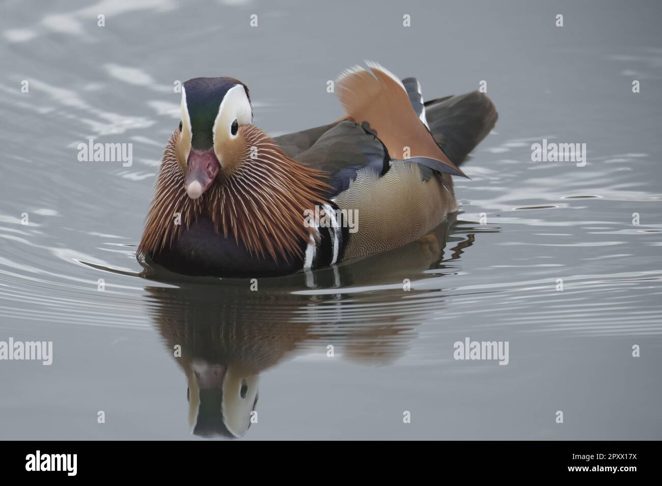 Tweedbank pond hires stock photography and images Alamy
