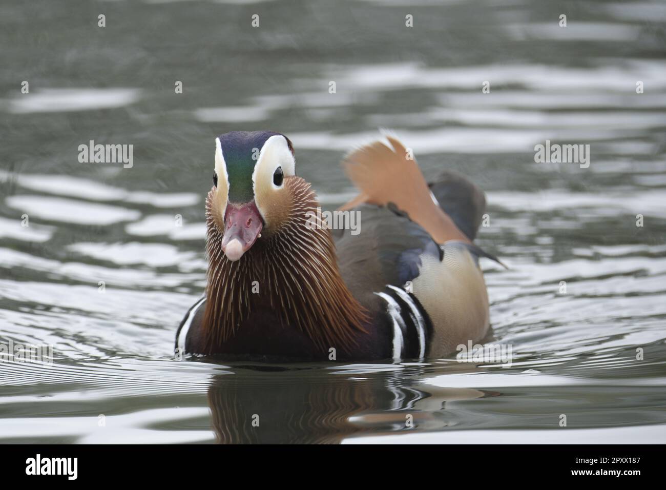 Tweedbank pond hires stock photography and images Alamy