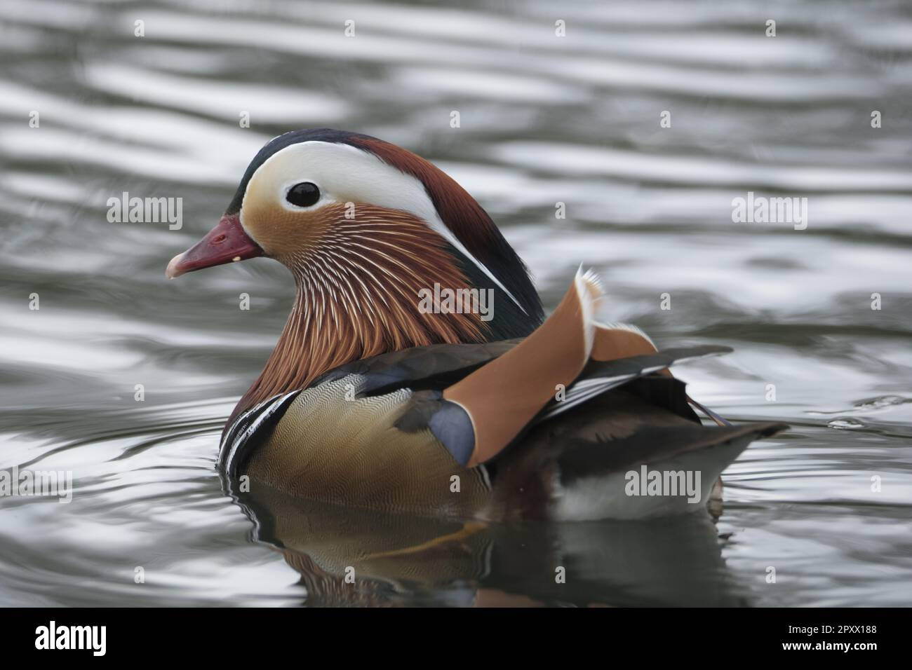 Galashiels, UK. 02nd May, 2023. Spotted on the local pond at Tweedbank