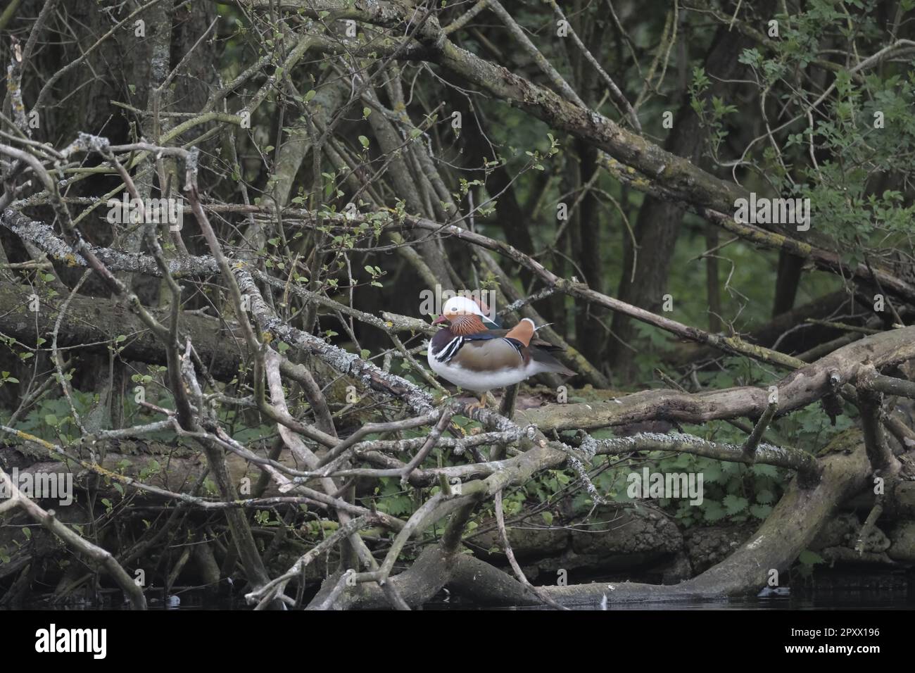 Tweedbank pond hires stock photography and images Alamy