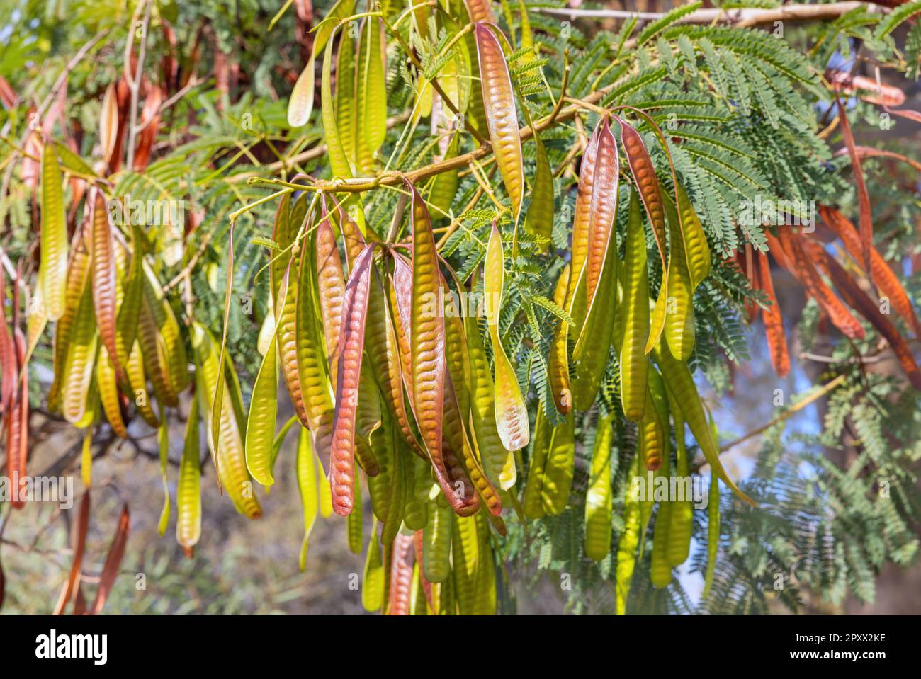 beautiful plant (Leucaena leucocephala) close-up, background Stock Photo