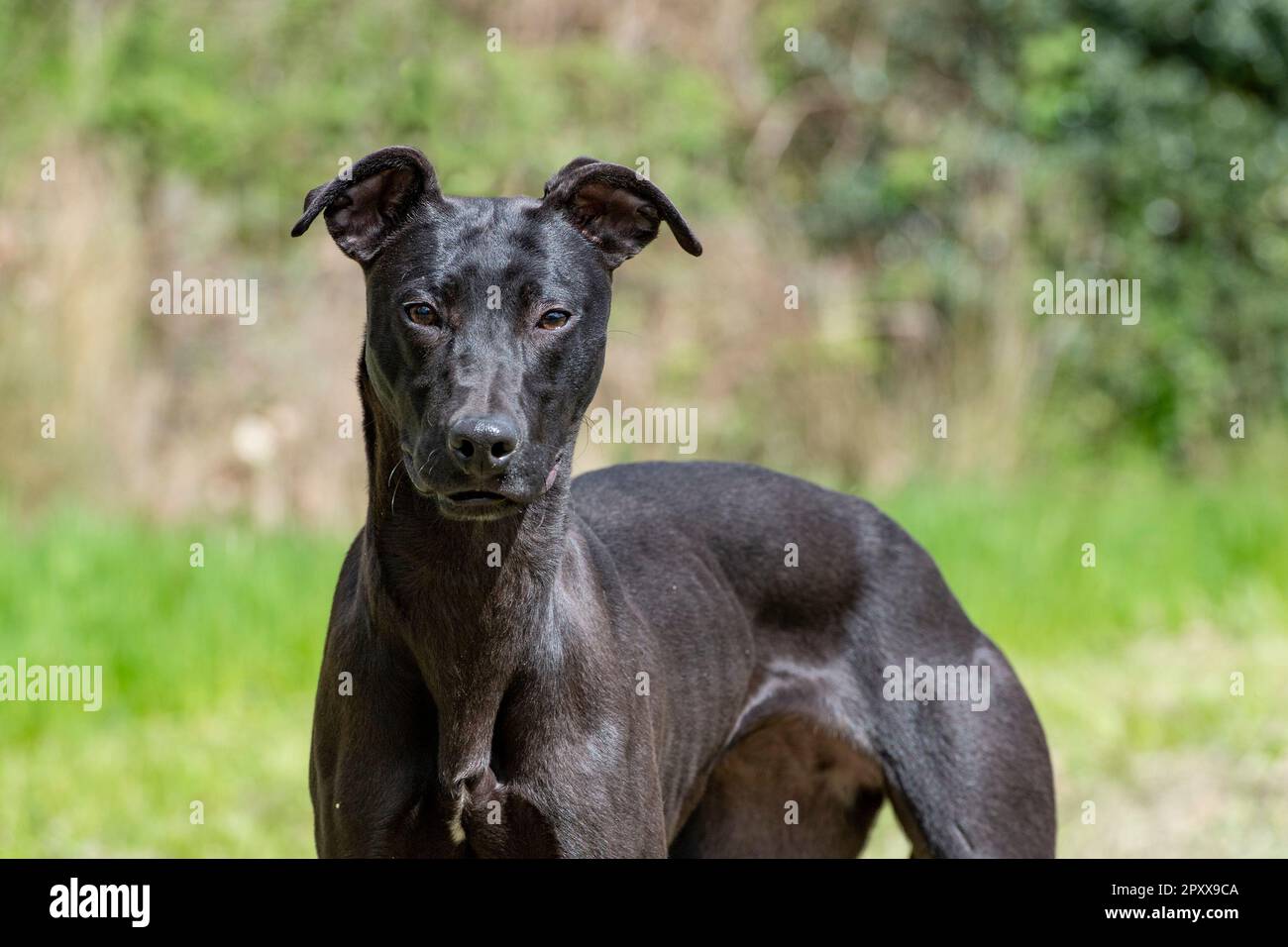 Black lurcher 2025
