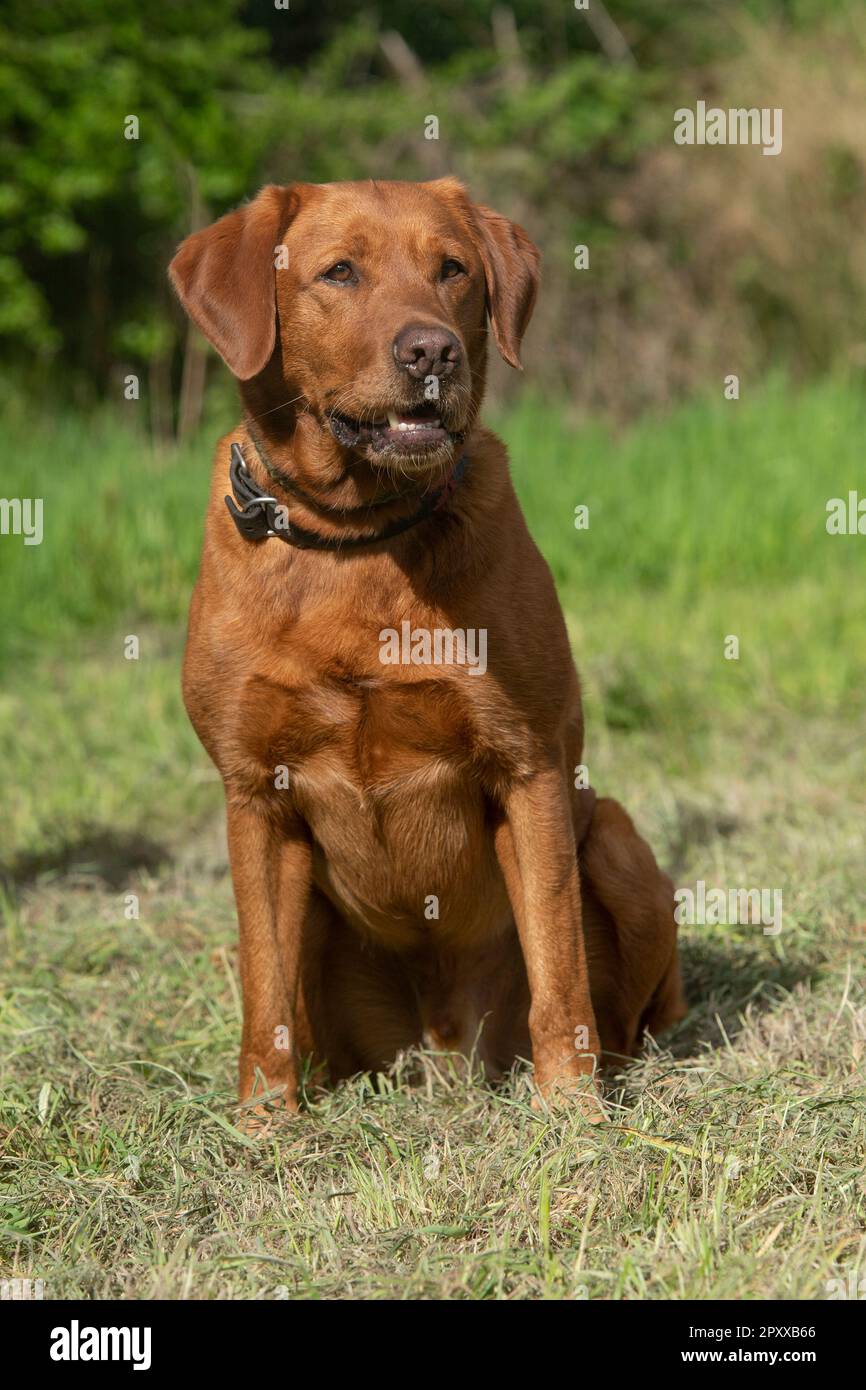 fox red Labrador Retriever Stock Photo - Alamy