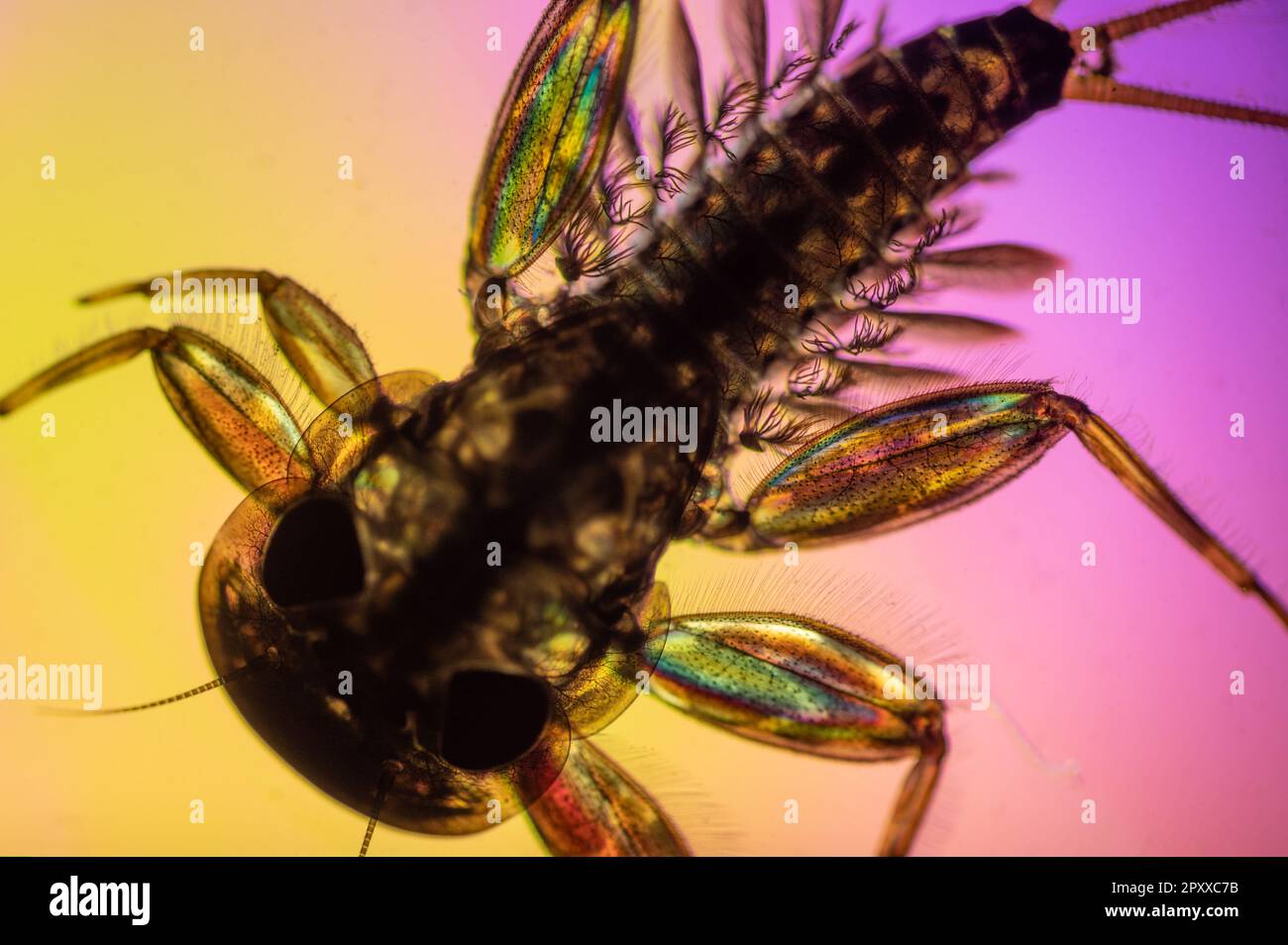 Head, gills and legs of Yellow may dun Heptagenia sulphurea photographed in cross-polarised light with a wave retarder Stock Photo