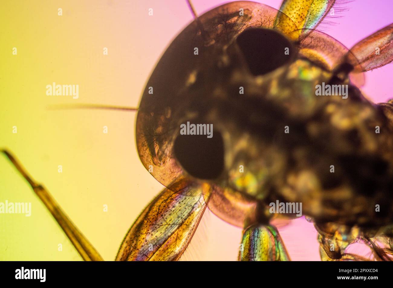 Head and legs of Yellow may dun Heptagenia sulphurea photographed in cross-polarised light with a wave retarder Stock Photo