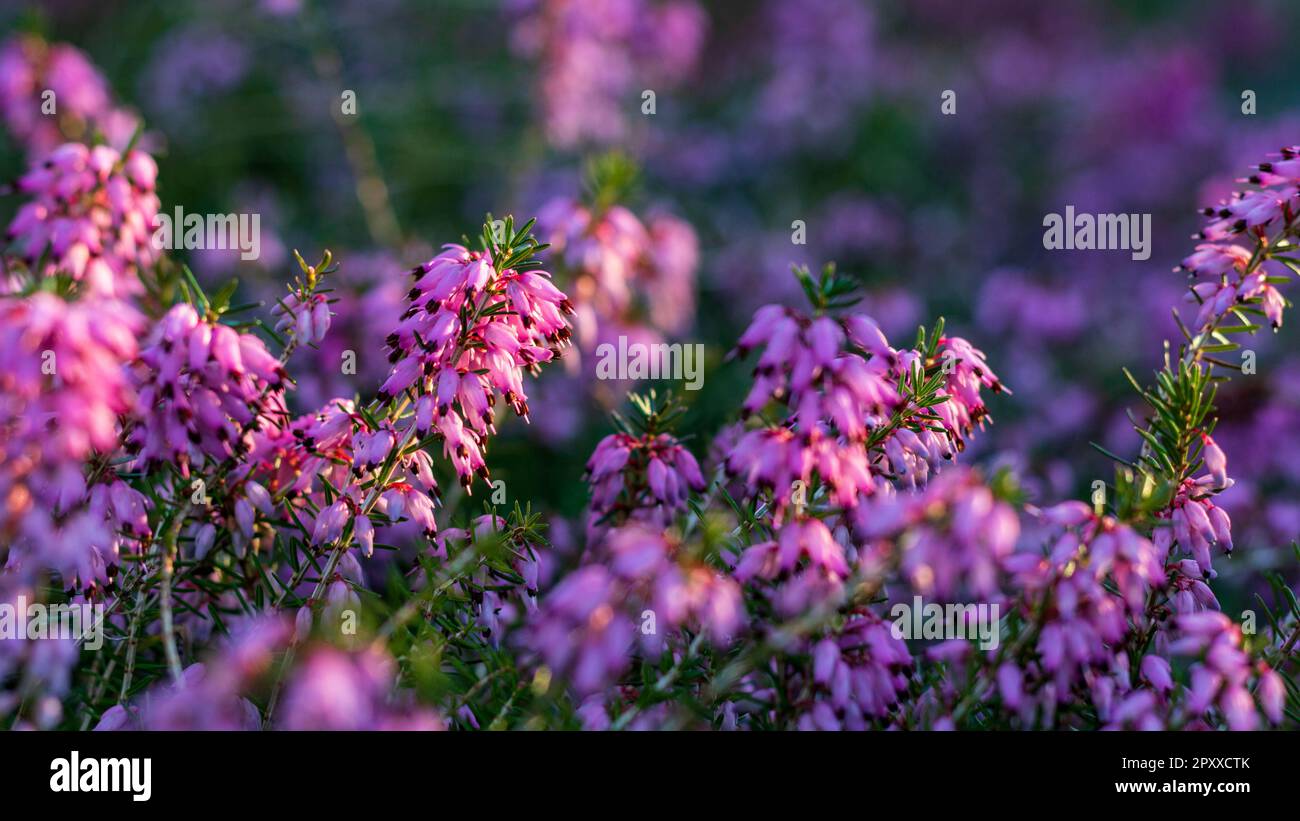 Closeup of pink flowering Erica carnea blossom (winter heath) in the garden in winter on a sunny day. Panoramic floral background Stock Photo