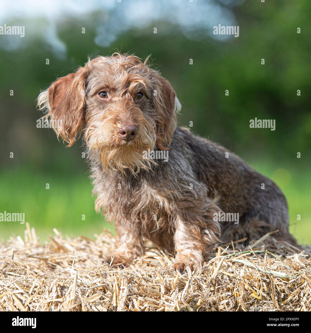working teckel, wirehaired dachshund dog Stock Photo Alamy