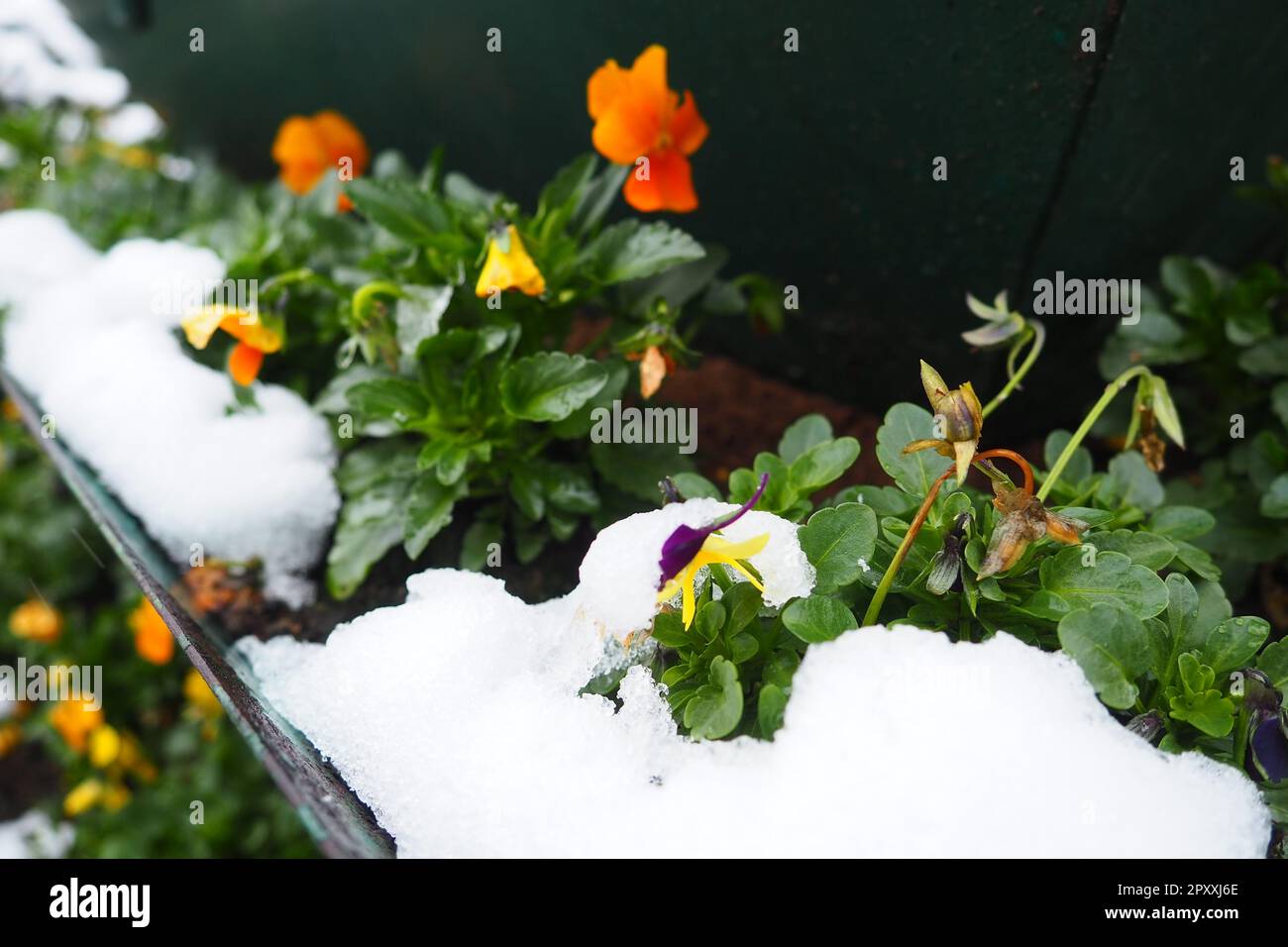 Pansy plant with leaves and yellow flowers under fresh white snow. A snowdrift in a flower bed or in a flower box. Frost- and cold-resistant flowers i Stock Photo