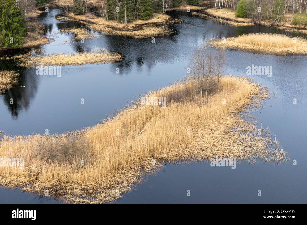 A river in the forest with a few trees and a cloudy sky Stock Photo - Alamy