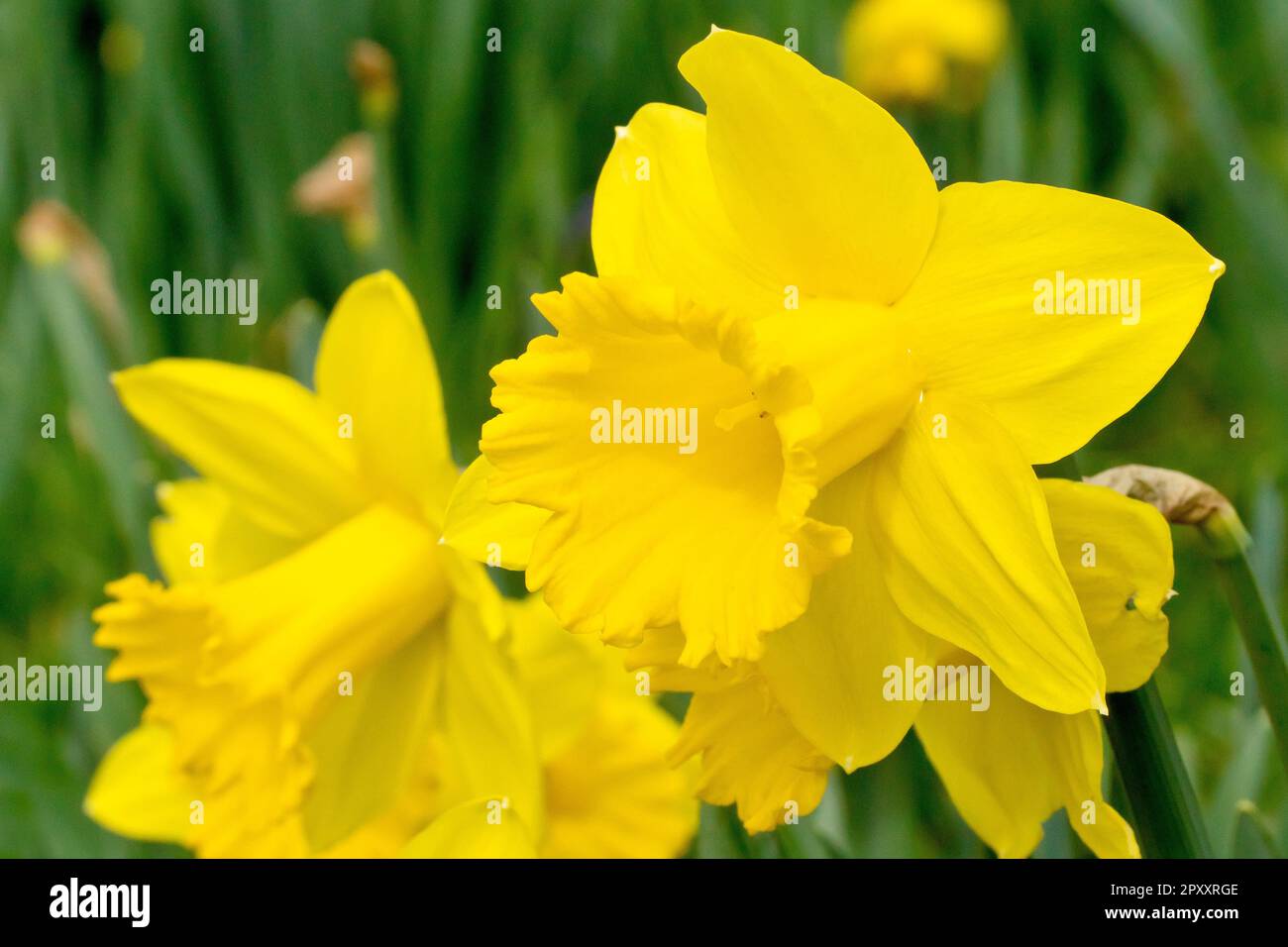Daffodil (narcissus), close up of a group of the flowers commonly